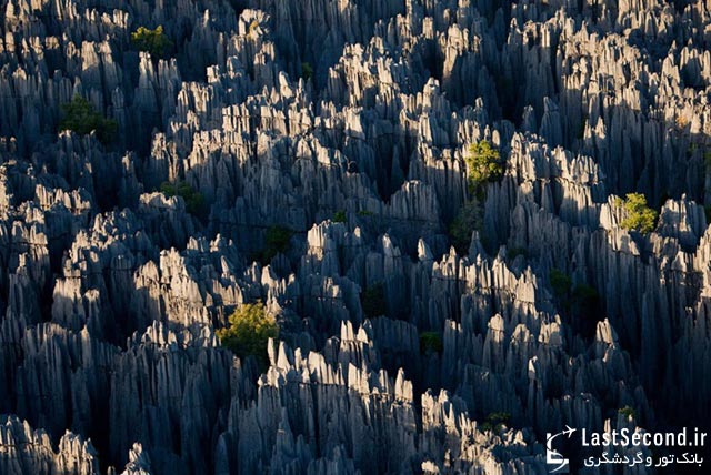  جنگلهاي سنگ ماداگاسکار 