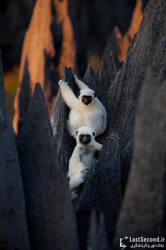  جنگلهای سنگ ماداگاسکار 