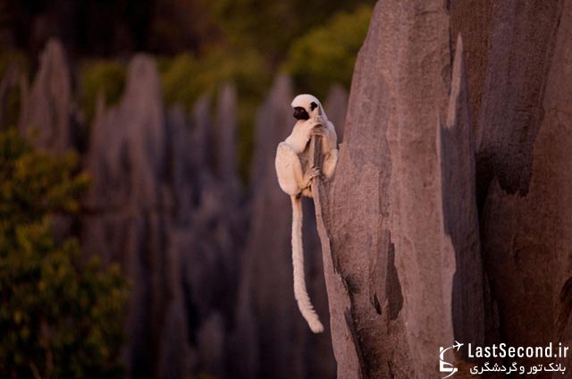  جنگلهای سنگ ماداگاسکار 