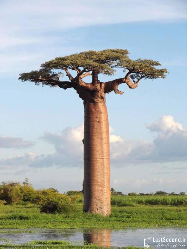  Boabab Tree درخت وارونه 