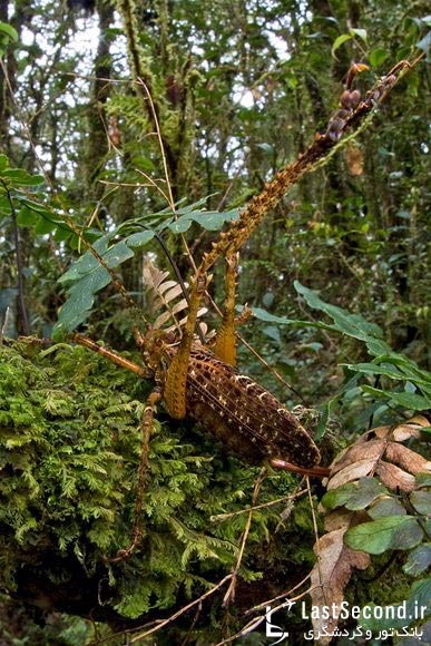  گونه هایی جدید از حیوانات در گینه نو 