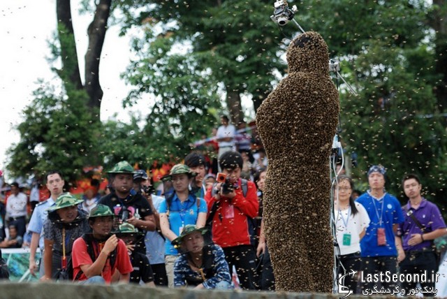 مسابقات جذب زنبور در شائویانگ، چین 