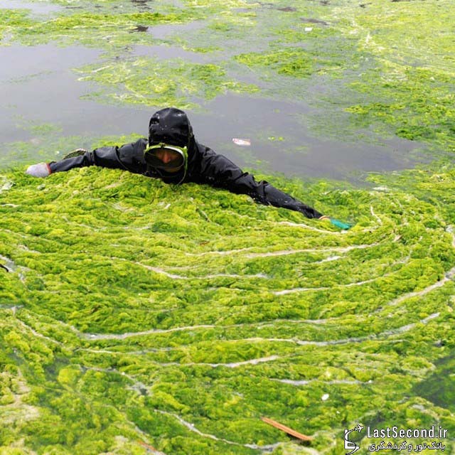 چینیها بی اعتنا به جلبک ها شنا میکنند 
