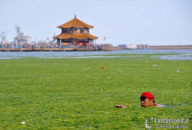 چینیها بی اعتنا به جلبک ها شنا میکنند 
