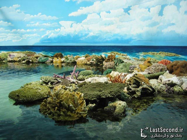 صخره های عظیم مرجانی استرالیا