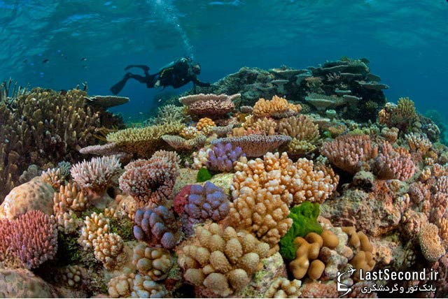 صخره های عظیم مرجانی استرالیا